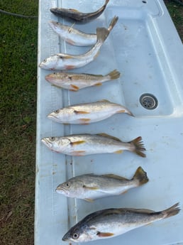 Weakfish Fishing in Gulf Shores, Alabama