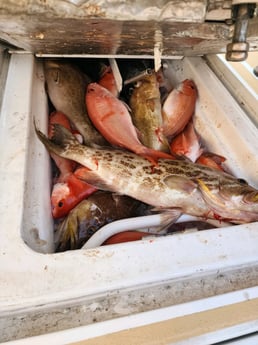 Scamp Grouper, Vermillion Snapper Fishing in Galveston, Texas