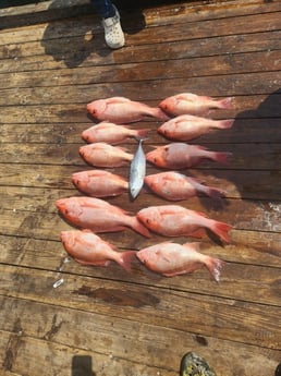 False Albacore, Red Snapper Fishing in Pensacola, Florida