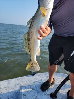 Speckled Trout / Spotted Seatrout Fishing in Rio Hondo, Texas