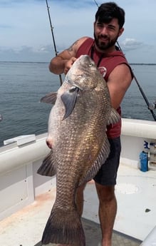 Black Drum fishing in Cape May, New Jersey