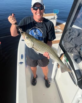 Hybrid Striped Bass Fishing in Little River, South Carolina