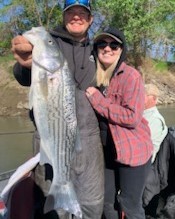Hybrid Striped Bass Fishing in Anderson, California