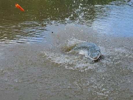 Alligator Gar fishing in Corsicana, Texas