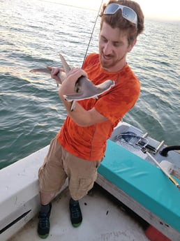 Hammerhead Shark Fishing in Corpus Christi, Texas