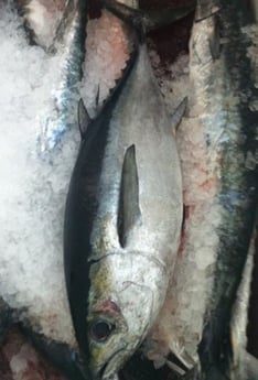 Blackfin Tuna Fishing in Destin, Florida