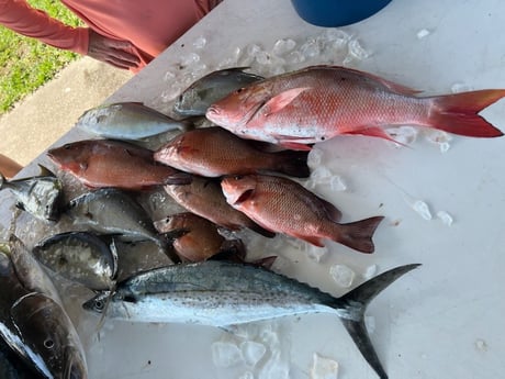 Amberjack, Cero Mackerel, Cobia, Mangrove Snapper, Mutton Snapper Fishing in Fort Pierce, Florida