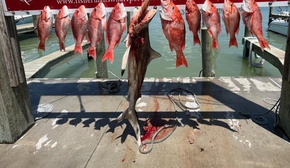 Blacktip Shark, Red Snapper Fishing in Port Aransas, Texas