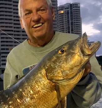 Snook fishing in Miami Beach, Florida
