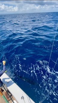 Blue Marlin fishing in San Juan, Puerto Rico
