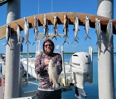Spanish Mackerel, Tripletail Fishing in Islamorada, Florida