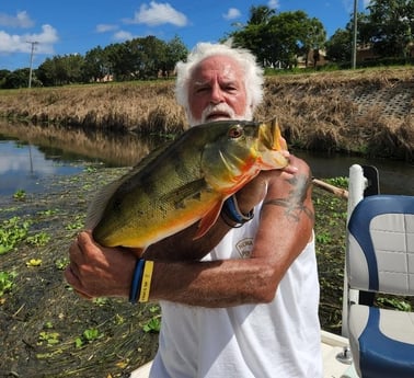 Peacock Bass Fishing in Okeechobee, Florida, USA