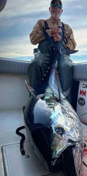 Bluefin Tuna fishing in Chatham, Massachusetts, USA