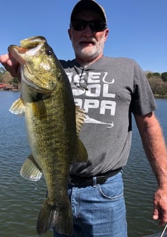 Largemouth Bass fishing in Lake Fork, Texas
