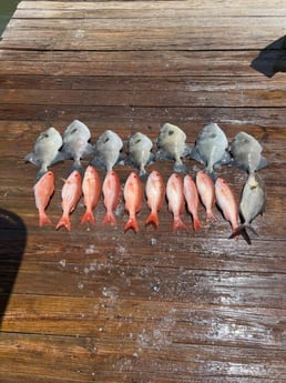 Triggerfish, Vermillion Snapper fishing in Port Orange, Florida