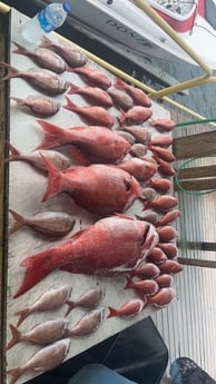 Red Snapper, Scup, Vermillion Snapper Fishing in Pensacola, Florida