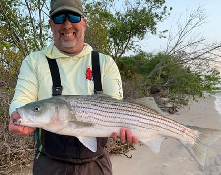 Hybrid Striped Bass Fishing in Stone Harbor, New Jersey