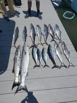 Barracuda, False Albacore, Kingfish Fishing in Port Orange, Florida