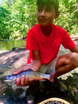 Brook Trout fishing in Blue Ridge, Georgia