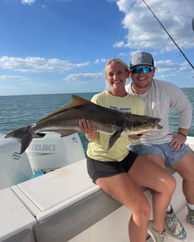 Cobia Fishing in Sarasota, Florida