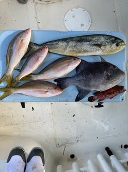 Mahi Mahi, Red Grouper, Triggerfish, Yellowtail Snapper Fishing in Key Largo, Florida