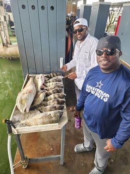 Black Drum, Redfish, Sheepshead Fishing in Galveston, Texas
