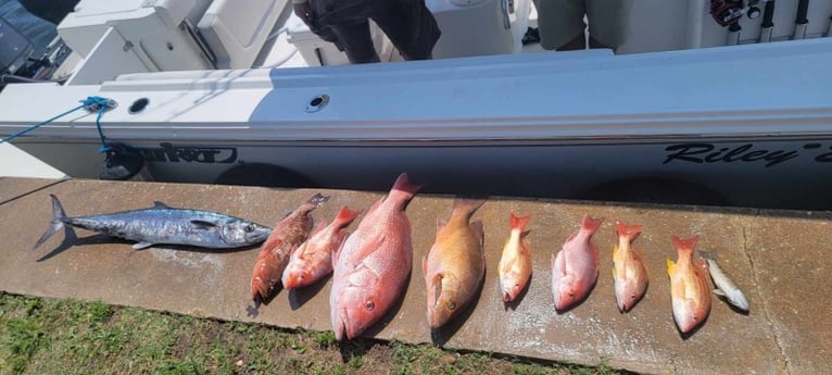 King Mackerel / Kingfish, Red Snapper fishing in Panama City, Florida