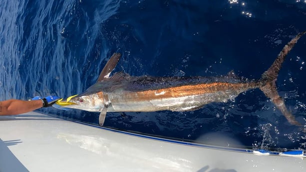 Blue Marlin Fishing in Galveston, Texas