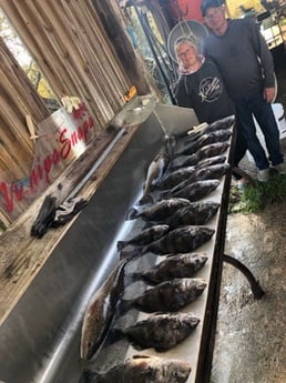 Black Drum, Redfish Fishing in Biloxi, Mississippi