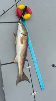 Redfish Fishing in Santa Rosa Beach, Florida