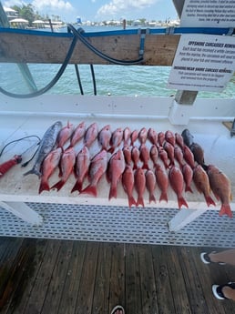 Kingfish, Lane Snapper, Red Snapper, Vermillion Snapper Fishing in Orange Beach, Alabama
