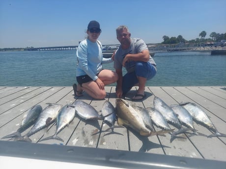 Cobia, False Albacore Fishing in St. Petersburg, Florida