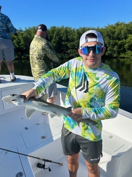 Bonnethead Shark Fishing in Tampa, Florida