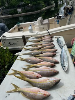 Kingfish, Yellowtail Snapper Fishing in Little Torch Key, Florida