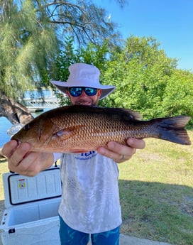 Mangrove Snapper fishing in Holmes Beach, Florida