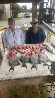 Almaco Jack, Triggerfish, Vermillion Snapper Fishing in Pensacola, Florida