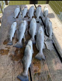 Speckled Trout Fishing in Texas City, Texas