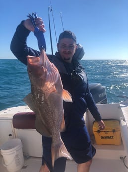 Red Grouper fishing in Madeira Beach, Florida