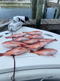 Red Snapper Fishing in Pensacola, Florida