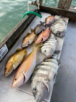 Mangrove Snapper, Scup, Sheepshead, Yellowtail Snapper Fishing in Sarasota, Florida