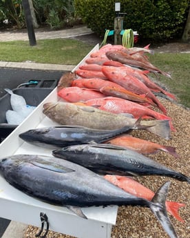 Albacore Tuna, Red Grouper, Red Snapper fishing in Sarasota, Florida