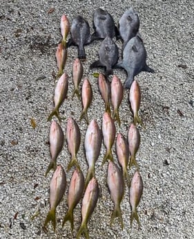 Triggerfish, Yellowtail Snapper Fishing in Key Largo, Florida
