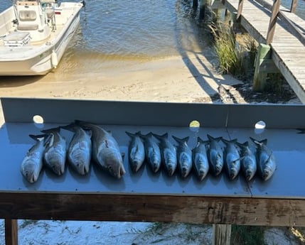 Bluefish, Redfish Fishing in Cedar Key, Florida