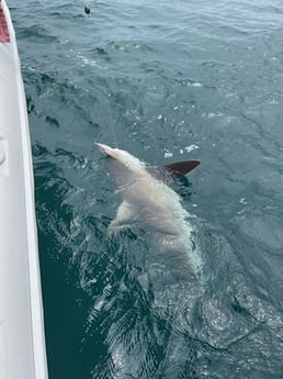 Bull Shark Fishing in Destin, Florida