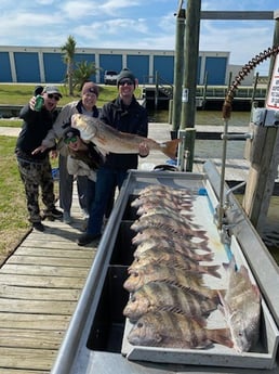 Black Drum, Redfish, Sheepshead Fishing in Galveston, Texas
