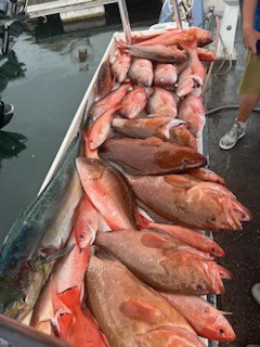 Red Grouper Fishing in Pompano Beach, Florida