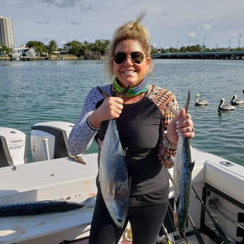 Cero Mackerel, Little Tunny / False Albacore fishing in Riviera Beach, Florida