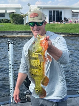 Peacock Bass Fishing in Boca Raton, Florida