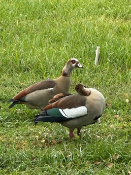 Egyptian Goose Fishing in Fort Lauderdale, Florida