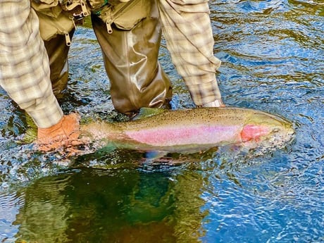 Rainbow Trout fishing in Bend, Oregon